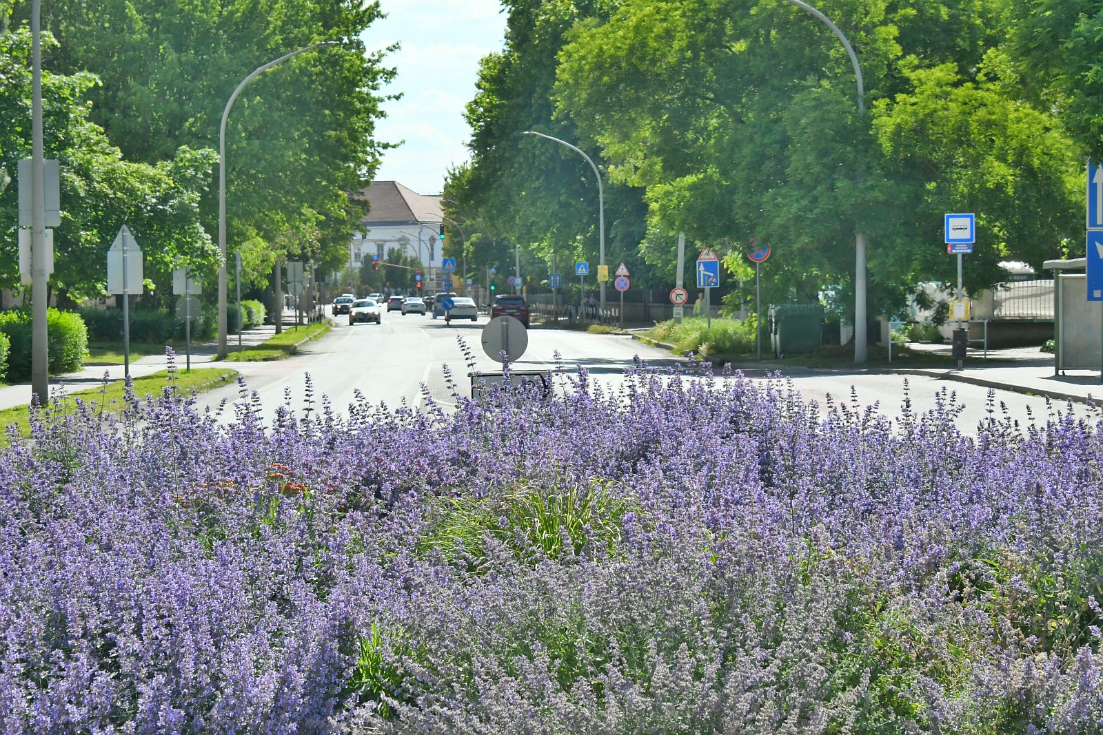 Virágzásban az évelő növények - egyre több ilyen ágyást alakít ki a Városgondnokság